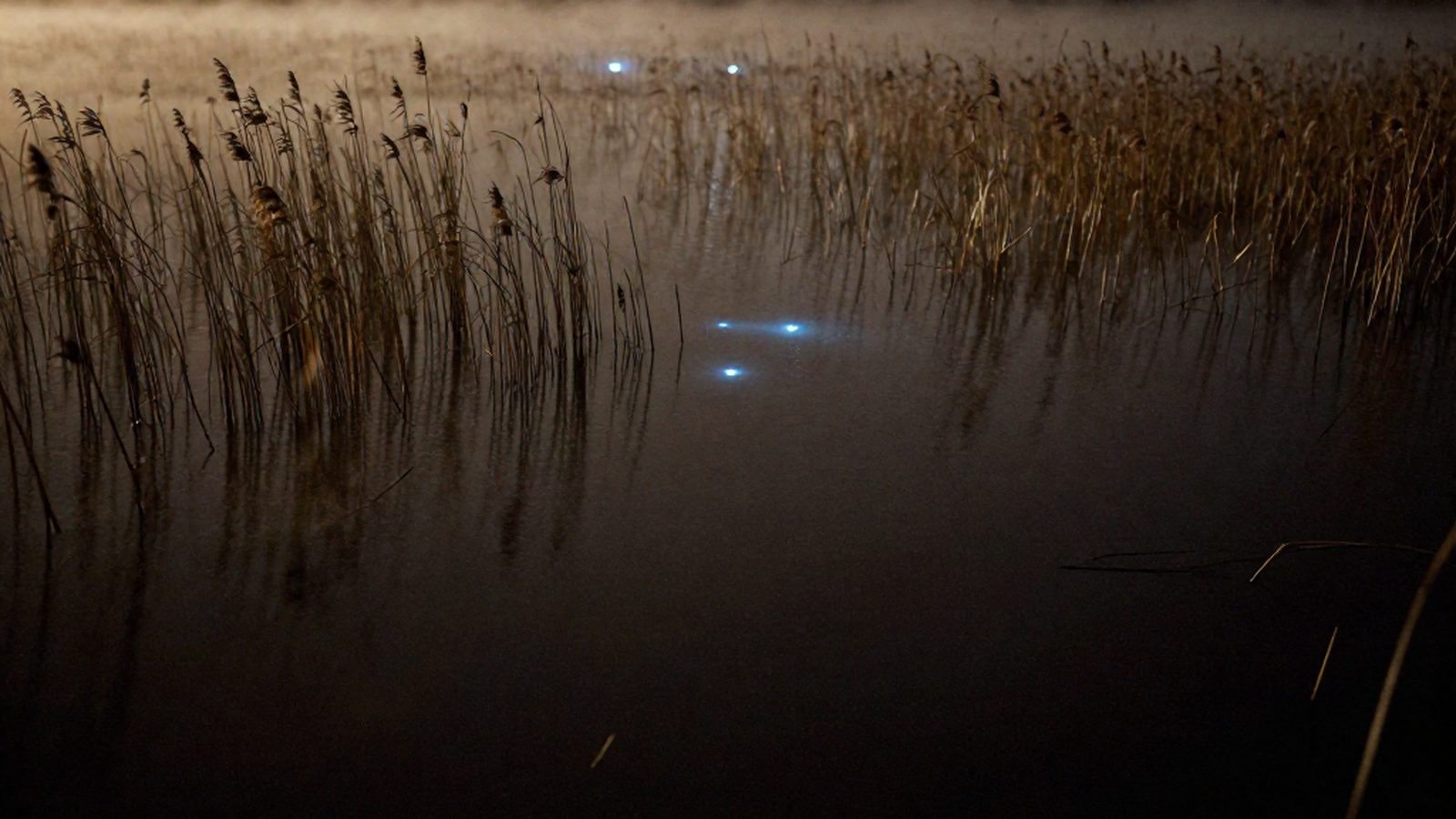 Una palude allagata di notte, con la nebbia sull'acqua nera e deboli punti di luce azzurrina sospesi